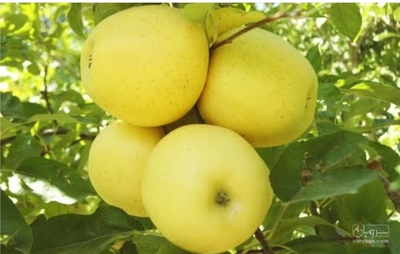 فروش سیب زرد