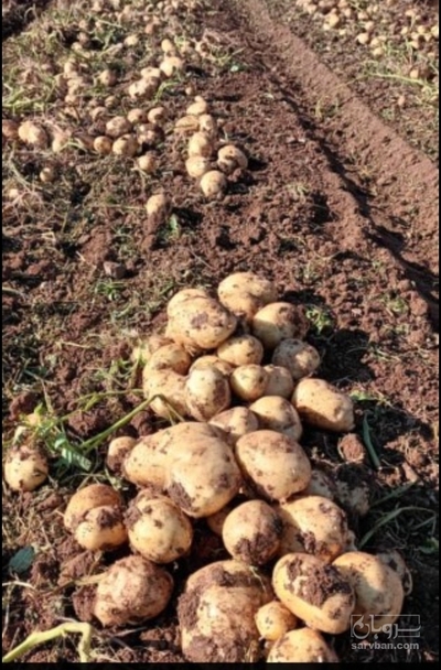 فروش سیب زمینی سانته