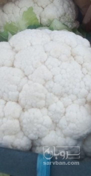 فروش گل کلم