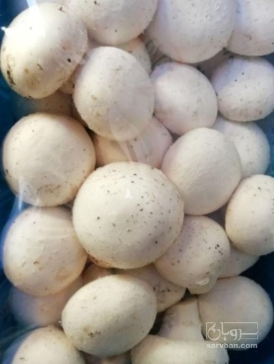 فروش قارچ دکمه ای