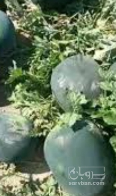 فروش هندوانه یونیژن