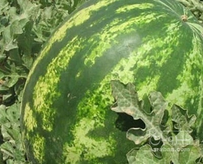 فروش هندوانه گرد