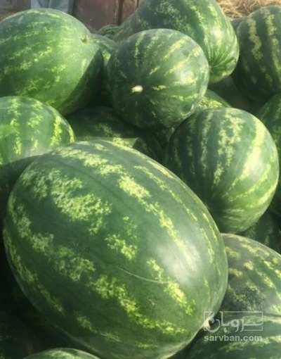 فروش هندوانه بیضی