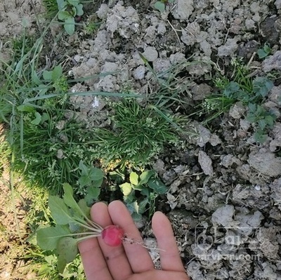 فروش تربچه 500متر