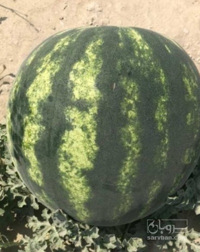 فروش هندوانه گرد