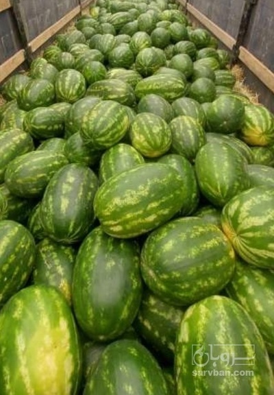 فروش هندوانه