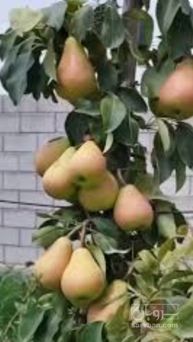 فروش گلابی پاییزی