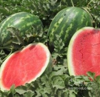 فروش هندوانه نیمه بیضی