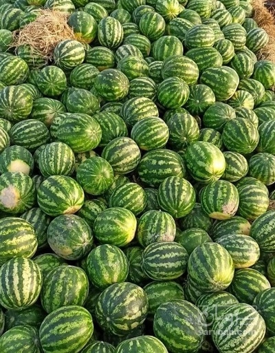 فروش هندوانه گرد