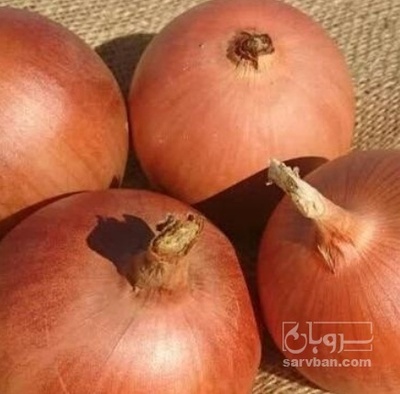 فروش پیاز زرد