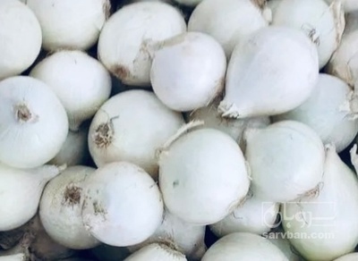 فروش پیاز سفید
