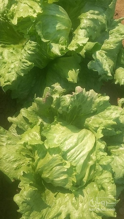 فروش کاهو ایسبرگ - آیسبرگ