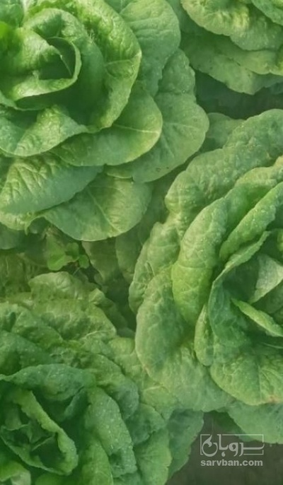 فروش کاهو ایرانی - رومانو