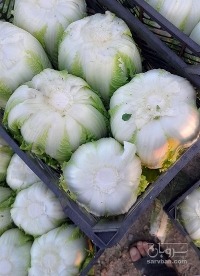 فروش کاهو چینی