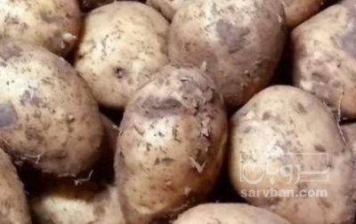 فروش سیب زمینی بذری سانتا