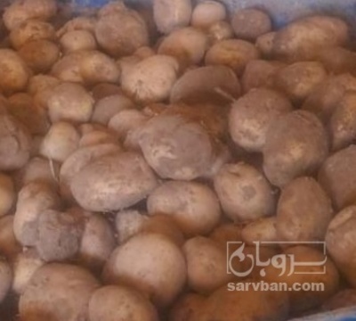 فروش سیب زمینی جلی بذری