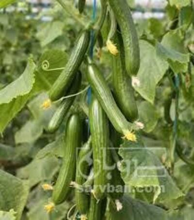 فروش خیار گلخانه ای