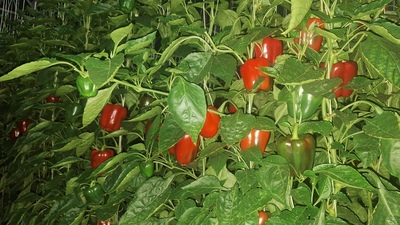 فروش فلفل دلمه ای رنگی