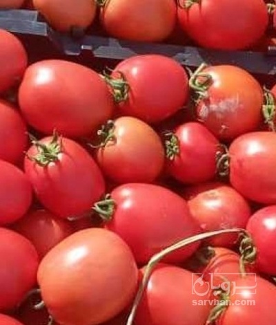 فروش گوجه فرنگی متین