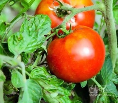 فروش گوجه فرنگی 4129