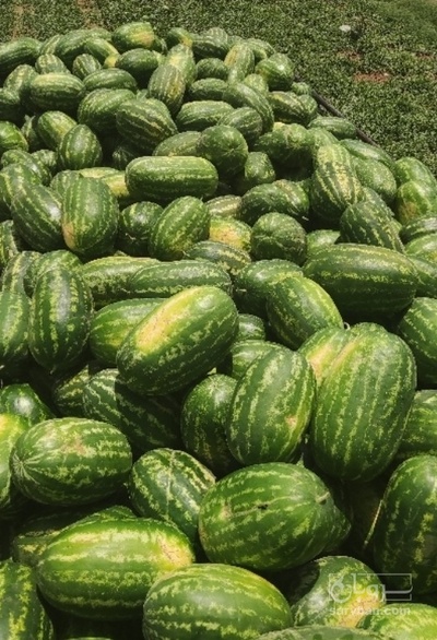 فروش هندوانه بیضی