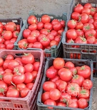 فروش گوجه فرنگی گلخانه ایی