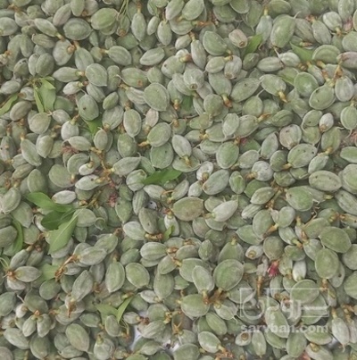 فروش چغاله بادام