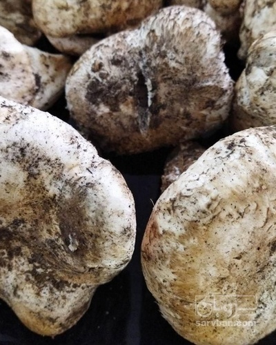 فروش قارچ کوهی سفید