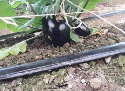 فروش بادمجان لامپی