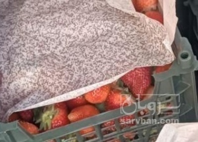 فروش توت فرنگی