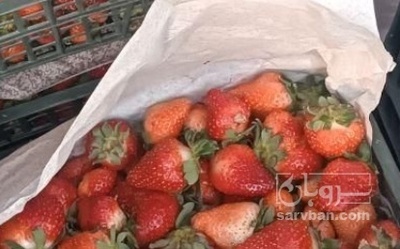 فروش توت فرنگی هوای ازاد
