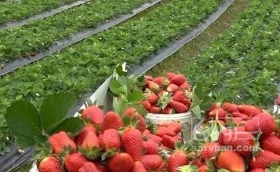 فروش توت فرنگی هوای ازاد