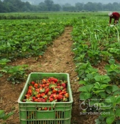 فروش توت فرنگی گلخانه ایی