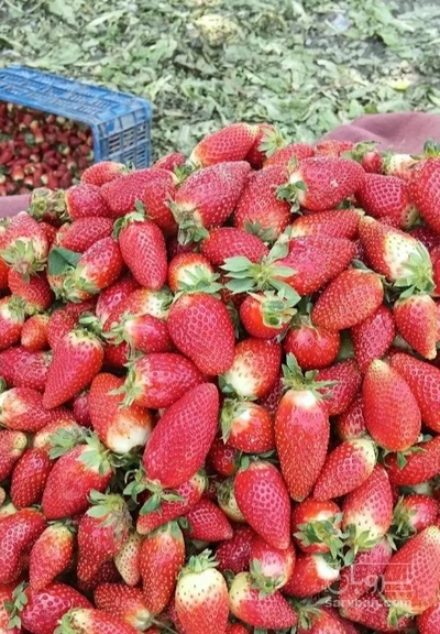 فروش توت فرنگی