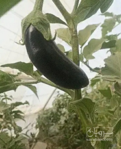 فروش بادمجان