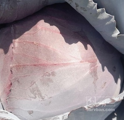 فروش کلم برگی قرمز