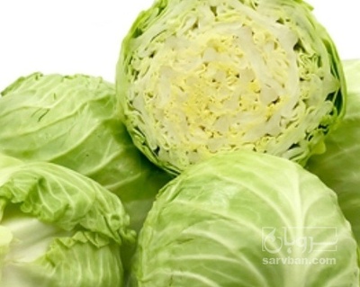 فروش کلم برگی سفید