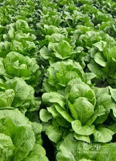 فروش کاهو ایرانی - رومانو