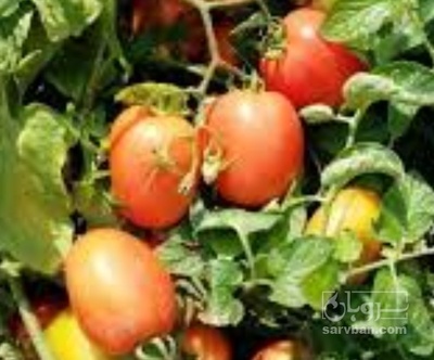 فروش گوجه فرنگی