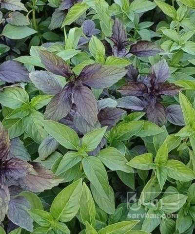 فروش ریحان هکتاری