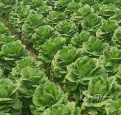 فروش کاهو ایرانی - رومانو هکتاری