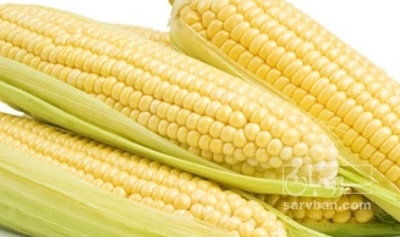 فروش ذرت