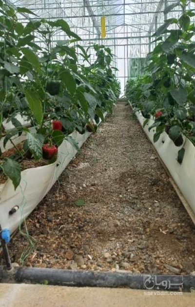 فروش فلفل دلمه ای قرمز