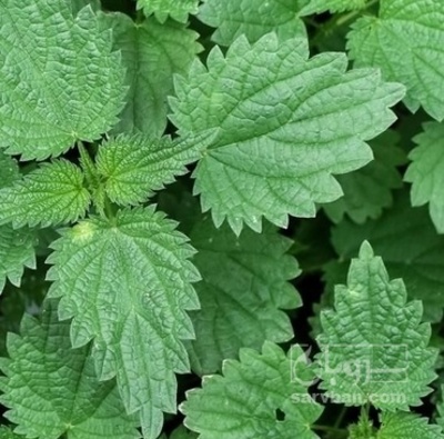 فروش گزنه سبز