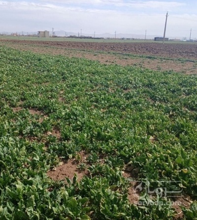 فروش اسفناج