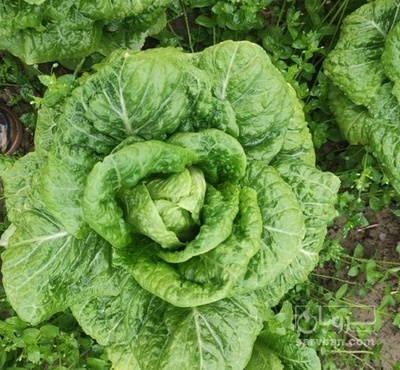 فروش کاهو ایرانی - رومانو