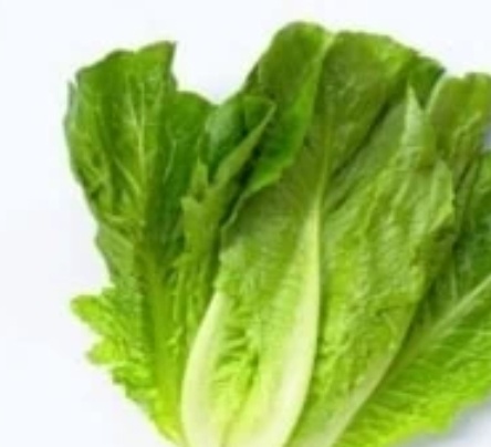 فروش کاهو ایرانی - رومانو