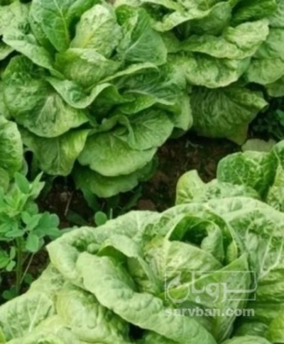 فروش کاهو ایرانی - رومانو