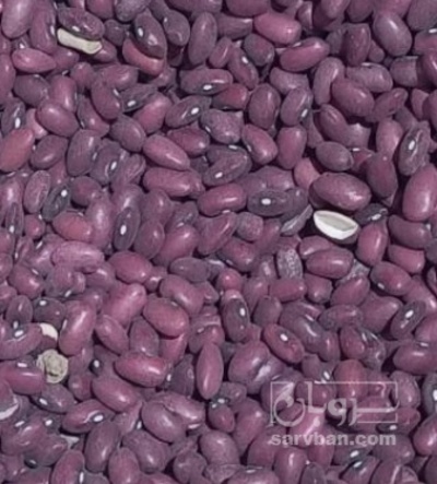فروش لوبیا قرمز