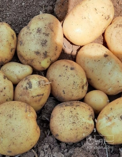 فروش سیب زمینی دوناتا